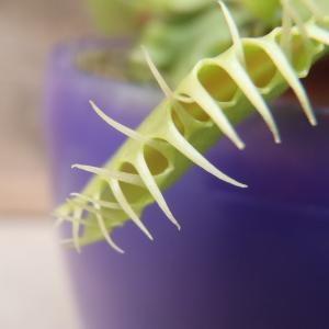 特大食虫植物 品種おまかせハエとり草(ハエトリ...の詳細画像2