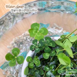 ウォータークローバー 9cmポット 水生植物 水...の商品画像