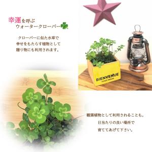 ウォータークローバー 9cmポット 水生植物 ...の詳細画像1