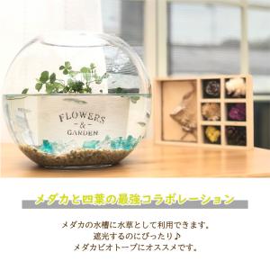 ウォータークローバー 9cmポット 水生植物 ...の詳細画像2