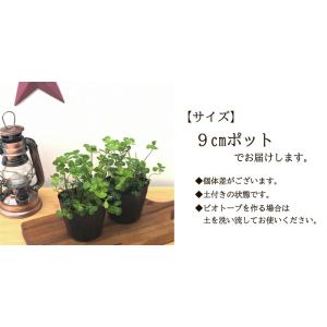 ウォータークローバー 9cmポット 水生植物 ...の詳細画像3