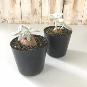 多肉植物 ca断崖の女王 シンニンギア レウコ...の詳細画像1