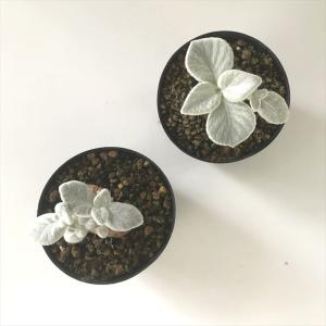 多肉植物 ca断崖の女王 シンニンギア レウコ...の詳細画像2