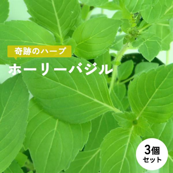 予約販売 ホーリーバジル 苗 3個セット 9cmポット トゥルシー マイナスイオン 空気浄化 虫除け...