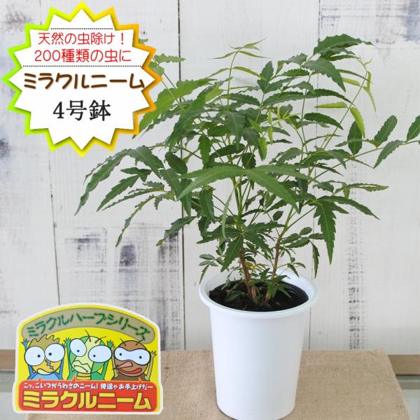 予約販売 ニーム 苗 ミラクルニーム 4号鉢 虫避け 虫除け ニームの木 ハーブ苗 Herb ４月中...