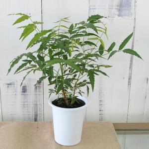 予約販売 ニーム 苗 ミラクルニーム 4号鉢 ...の詳細画像3
