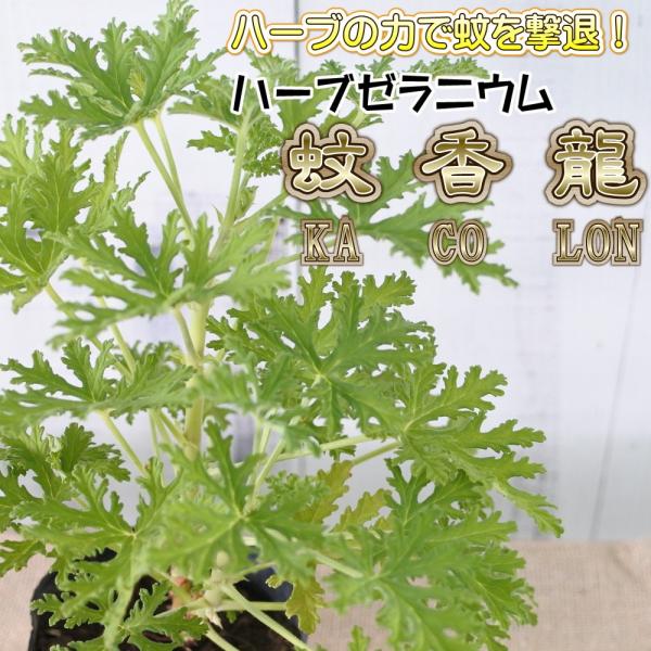 ハーブゼラニウム 苗 10.5cmポット センテッドローズ 蚊除け ガーデニング ハーブ苗 Herb