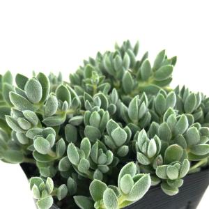 日本花キ流通 多肉植物 seセダム ヒスパニカム プルプレア 9cmポット