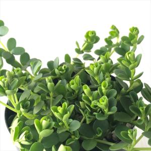 観葉植物 ペペロミア デピーナ 7.5cmポット 観葉植物 小型 小さい 室内 贈り物 プレゼント インテリア おしゃれ