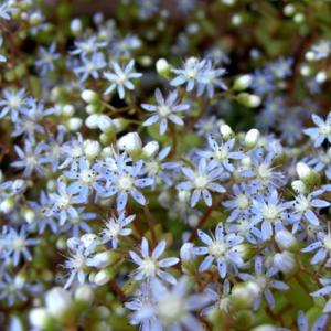 多肉植物 seセダム カエルレウム カウルレア 多肉植物 セダム 7.5cmポット