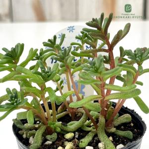 多肉植物 seセダム カエルレウム カウルレア...の詳細画像1