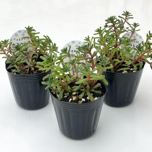 多肉植物 seセダム カエルレウム カウルレア...の詳細画像2