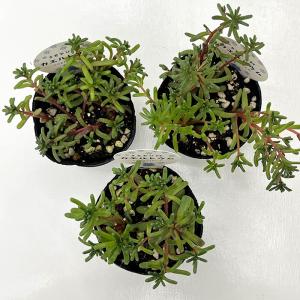 多肉植物 seセダム カエルレウム カウルレア...の詳細画像3