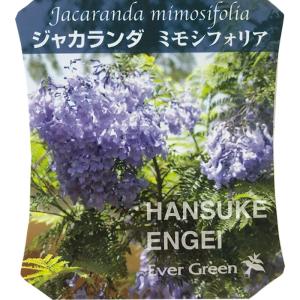 ジャカランダ ミモシフォリア 9cmポット 世界...の商品画像