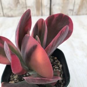 日本花キ流通 多肉植物 hmパキフィツム 紫美人 多肉植物 パキフィツム