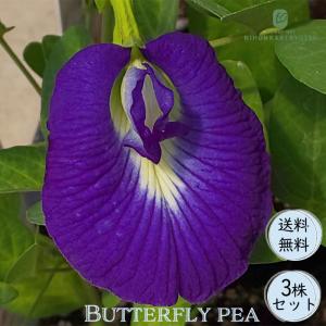 ラナンキュラス ランドセル 苗 サラセレネ フォティノース 10.5cm