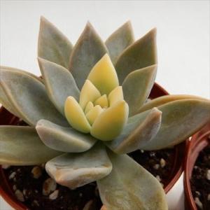多肉植物 tcグラプトペタルム パラグアイエンセ（ラベンダーフォーム）多肉植物  7.5cmポット