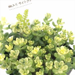 多肉植物 seセダム 斑入りタイトゴメ 多肉植物...の商品画像