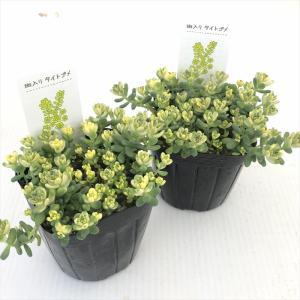 多肉植物 seセダム 斑入りタイトゴメ 多肉植...の詳細画像1