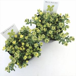 多肉植物 seセダム 斑入りタイトゴメ 多肉植...の詳細画像2