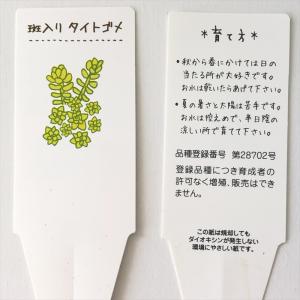 多肉植物 seセダム 斑入りタイトゴメ 多肉植...の詳細画像3