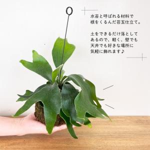 観葉植物 コウモリラン ビカクシダ ネザーラン...の詳細画像2