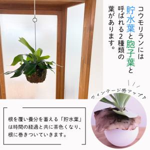観葉植物 コウモリラン ビカクシダ ネザーラン...の詳細画像3