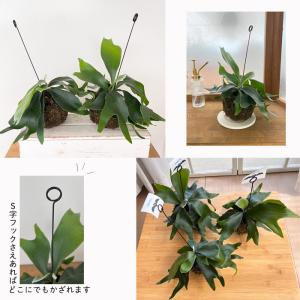 観葉植物 コウモリラン ビカクシダ ネザーラン...の詳細画像4