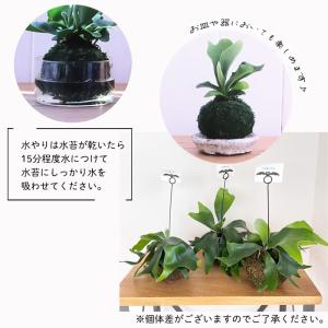 観葉植物 コウモリラン ビカクシダ ネザーラン...の詳細画像5