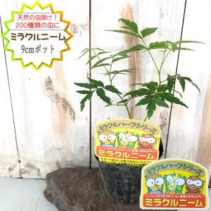 風よけネット 苗 の商品一覧 花 ガーデニング 通販 Yahoo ショッピング