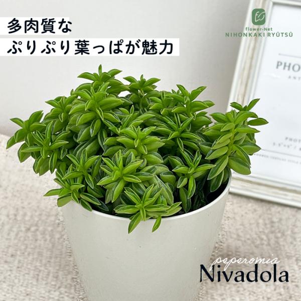 観葉植物 ペペロミア ニパドラ 3号鉢 観葉植物 小型 小さい 室内 贈り物 プレゼント インテリア...