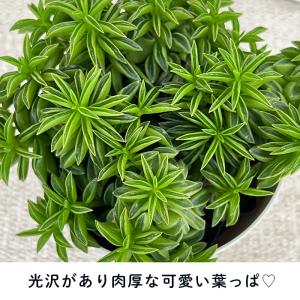 観葉植物 ペペロミア ニパドラ 3号鉢 観葉植...の詳細画像1