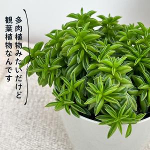 観葉植物 ペペロミア ニパドラ 3号鉢 観葉植...の詳細画像2