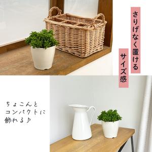 観葉植物 ペペロミア ニパドラ 3号鉢 観葉植...の詳細画像3