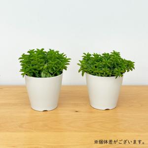 観葉植物 ペペロミア ニパドラ 3号鉢 観葉植...の詳細画像4