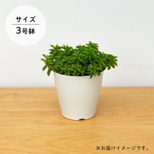 観葉植物 ペペロミア ニパドラ 3号鉢 観葉植...の詳細画像5