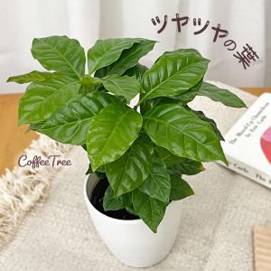八角鉢 5寸 検/八角 プラ 鉢 アガベ鉢 台湾鉢 チタノタ titanota
