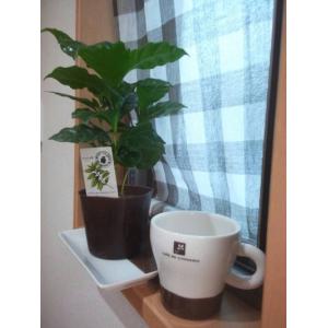 コーヒーの木 9cmポット 珈琲 アラビカ種 ...の詳細画像1