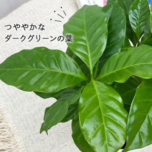 観葉植物 cot コーヒーの木 3.5号鉢 珈...の詳細画像1