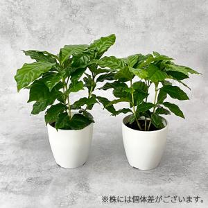 観葉植物 cot コーヒーの木 3.5号鉢 珈...の詳細画像2
