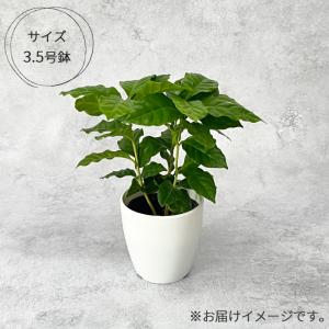 観葉植物 cot コーヒーの木 3.5号鉢 珈...の詳細画像3