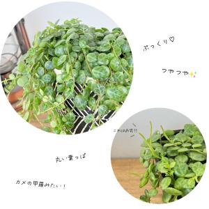 観葉植物 ペペロミア タートル 9cmポット ...の詳細画像1