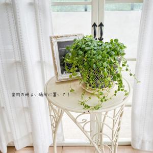 観葉植物 ペペロミア タートル 9cmポット ...の詳細画像2