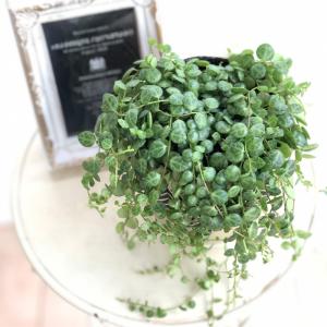 観葉植物 ペペロミア タートル 9cmポット ...の詳細画像3