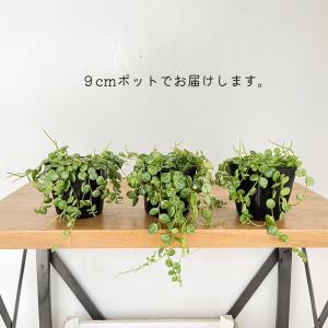 観葉植物 ペペロミア タートル 9cmポット ...の詳細画像4