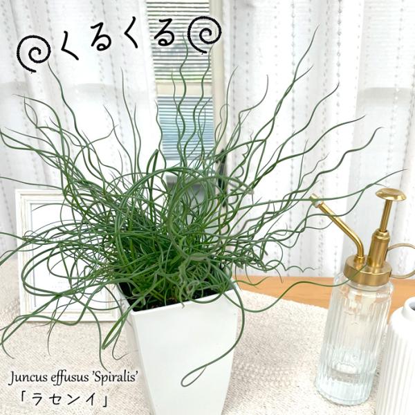 観葉植物 ラセンイ 4号鉢 スパイラル 観葉植物 水辺植物 室内 贈り物 プレゼント インテリア お...
