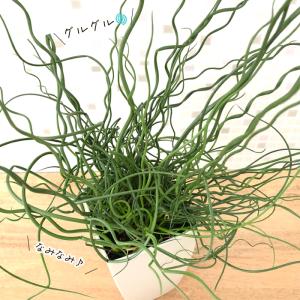 観葉植物 ラセンイ 4号鉢 スパイラル 観葉植...の詳細画像1