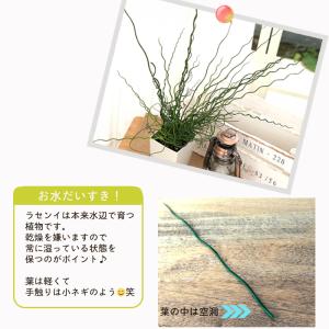 観葉植物 ラセンイ 4号鉢 スパイラル 観葉植...の詳細画像2