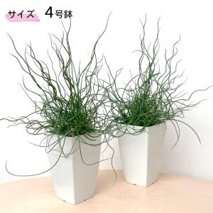 観葉植物 ラセンイ 4号鉢 スパイラル 観葉植...の詳細画像3