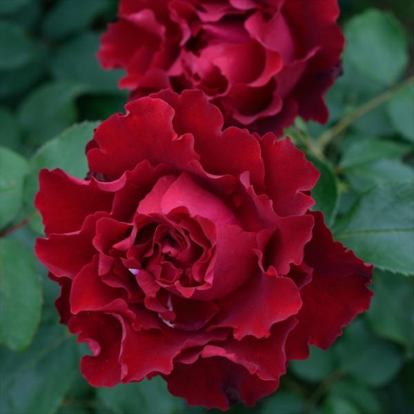 予約販売 バラ苗 バラ大苗 デルバール オマージュアバルバラ 契約品種 四季咲き 薔薇 ばら 送料無...